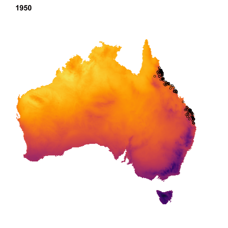 Cane toad observations